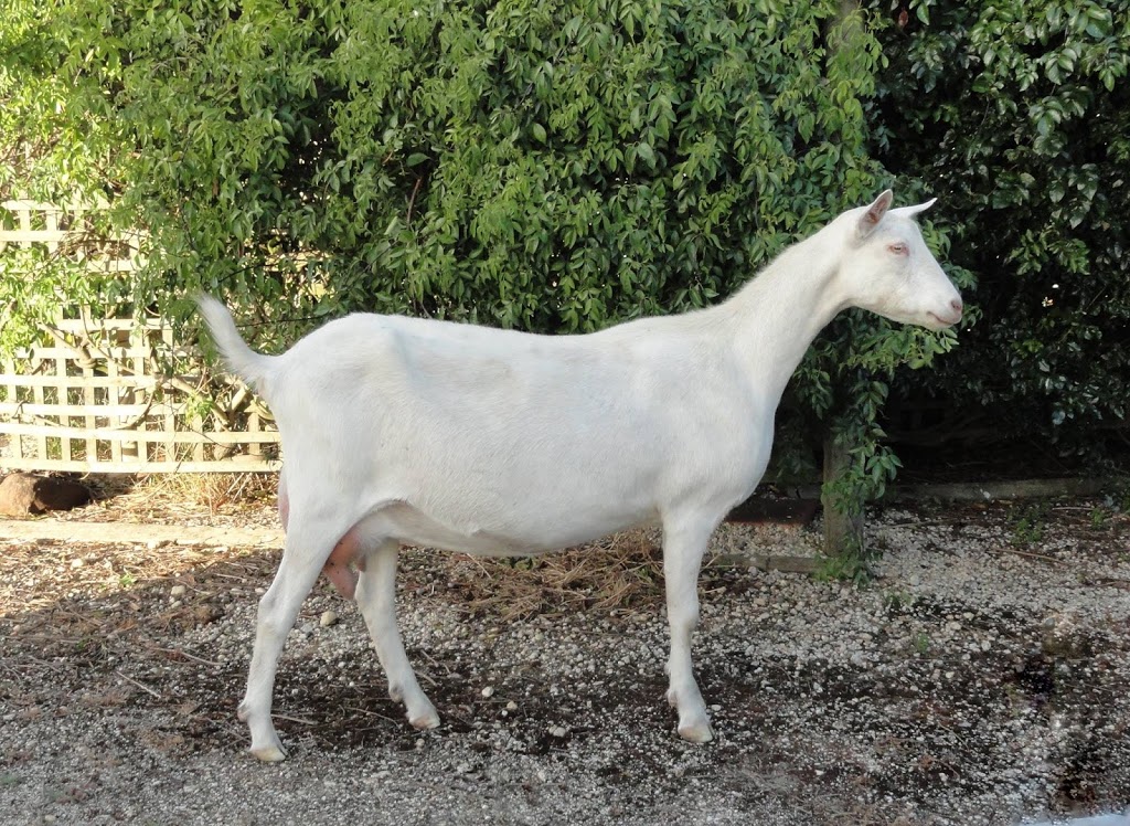 Saanboer Goat Stud | food | 755 Anglesea Rd, Freshwater Creek VIC 3217, Australia | 0352645244 OR +61 3 5264 5244