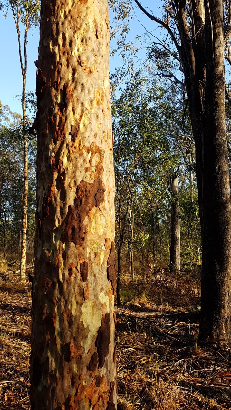 Skullies Mountain Nature Reserve | 74 Boyle Rd, Moogerah QLD 4309, Australia | Phone: 0407 001 590