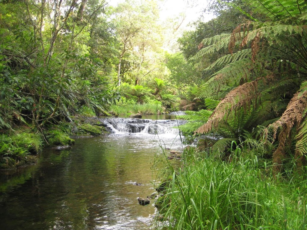 Ebor Spring Water | 264 Dawsons Rd, Ebor NSW 2453, Australia | Phone: 0403 274 225