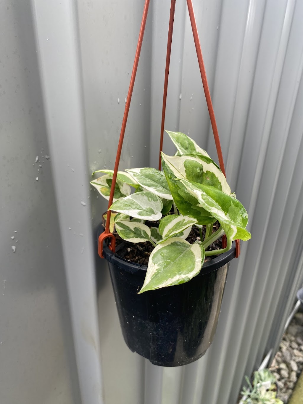 Potted With Love | 54 Currajong St, Evans Head NSW 2473, Australia | Phone: 0466 333 414