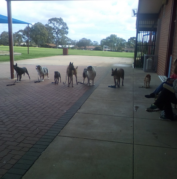 Dog Training Adelaide | 7 Rothwell Ave, Ingle Farm SA 5098, Australia | Phone: 0475 440 783