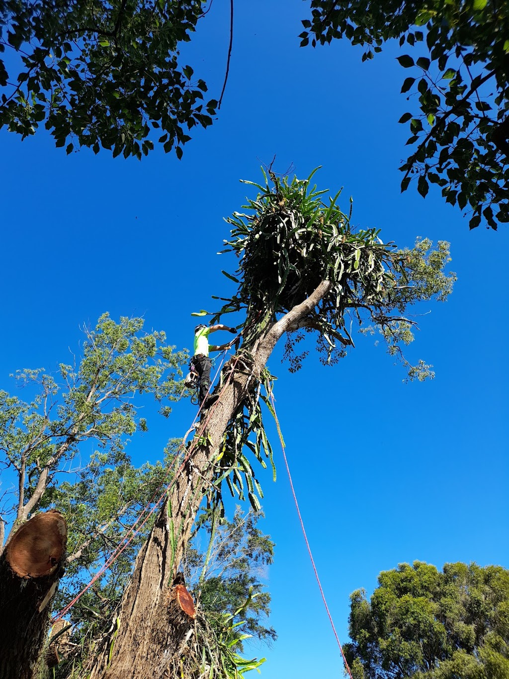 Berry Tree Works | 10 E, 10D Jaspers Brush Rd, Jaspers Brush NSW 2535, Australia | Phone: 0414 039 861