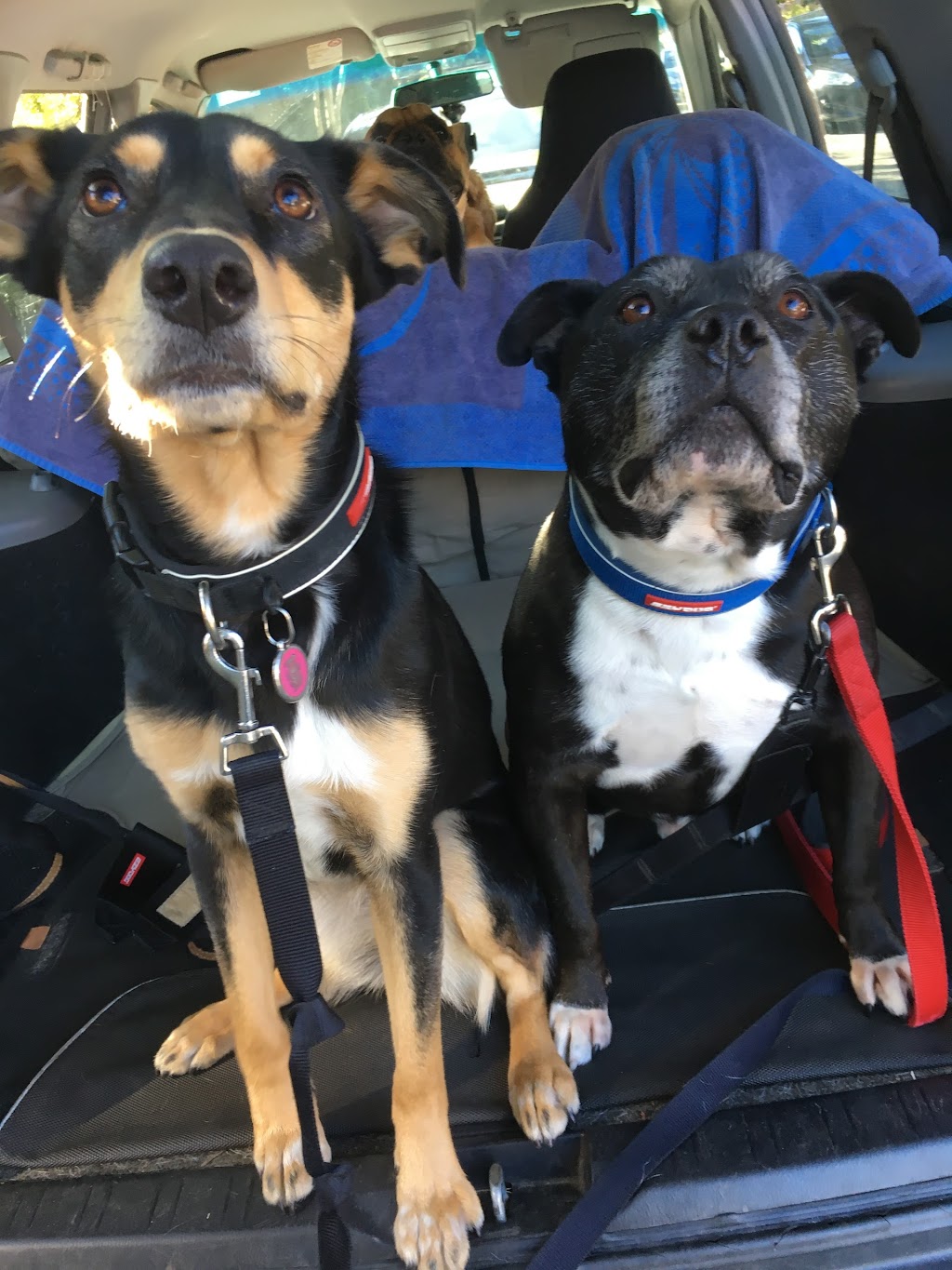 Joyful Paws Dog Walking | Unit 4/10 Diamond Bay Rd, Vaucluse NSW 2030, Australia | Phone: 0413 462 414