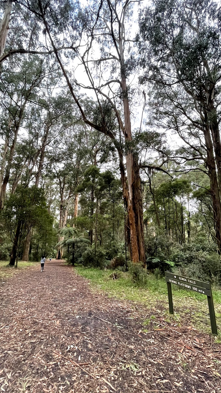 Olinda Falls |  | Falls Track, Olinda VIC 3788, Australia | 131963 OR +61 131963