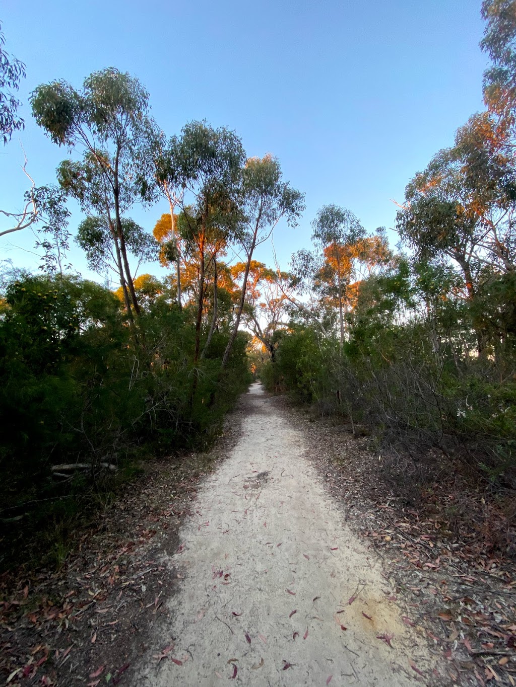 Mt Kuring-gai track | park | 2 Young St, Mount Kuring-Gai NSW 2080, Australia