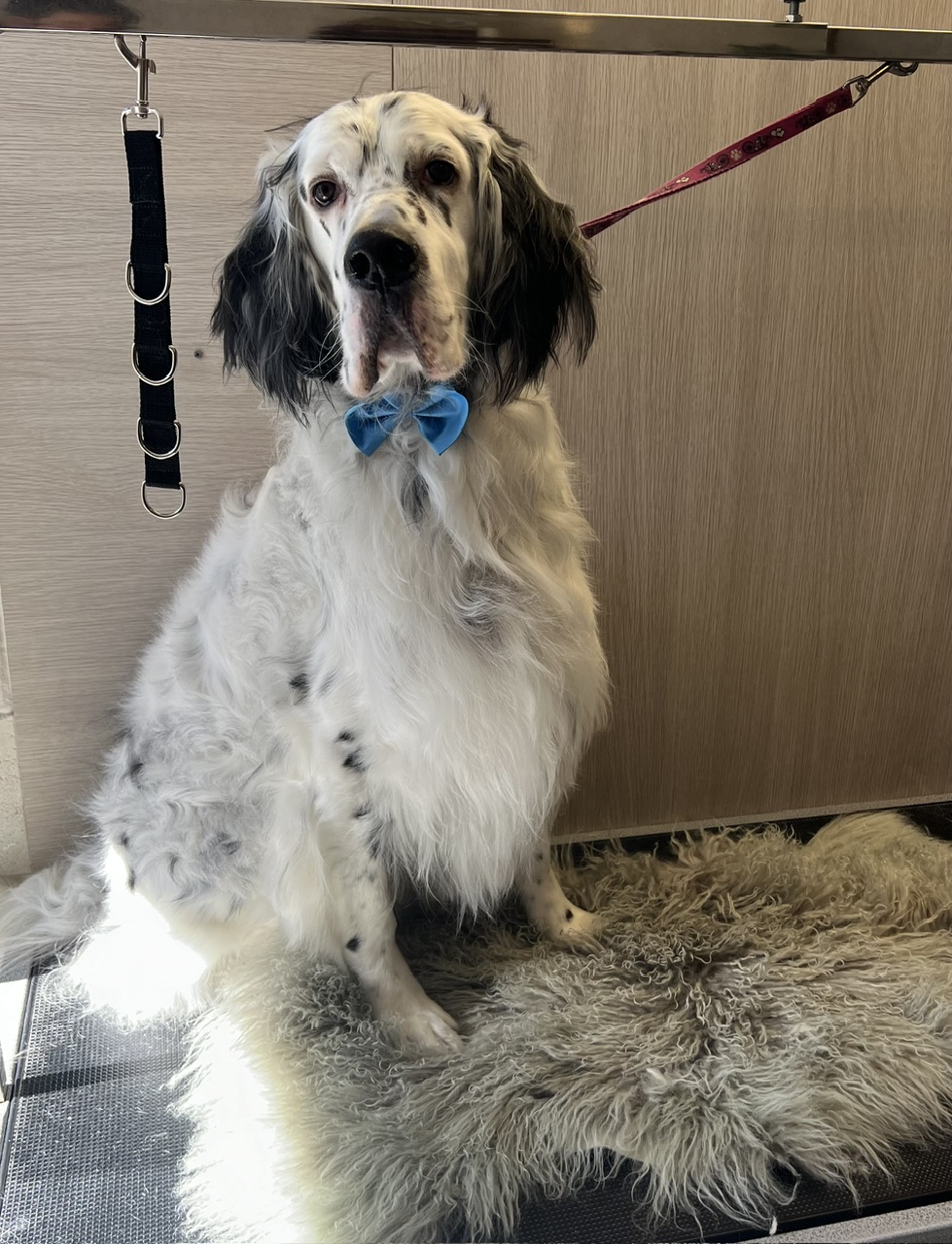 Halo Dog Grooming | Garfield Rd, Glenorchy TAS 7010, Australia | Phone: 0438 433 858