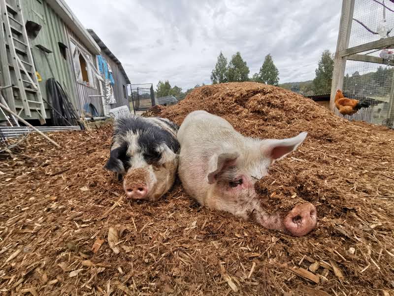 Brightside Farm Sanctuary | 8121 Channel Hwy, Cygnet TAS 7112, Australia | Phone: 0408 658 356