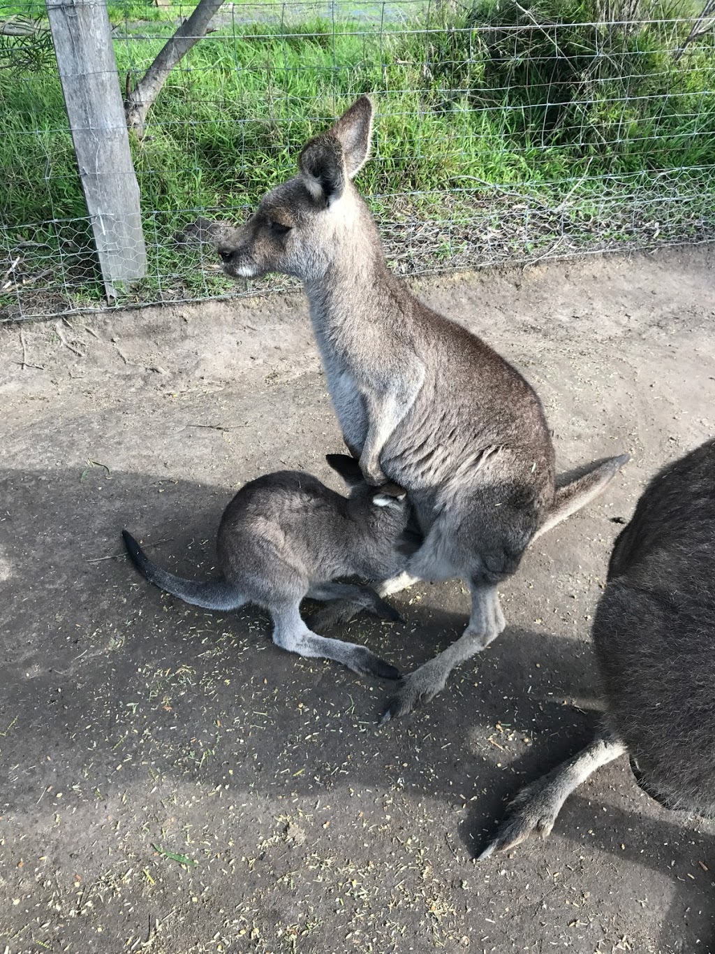 Maru Koala and Animal Park | 1650 Bass Hwy, Grantville VIC 3984, Australia | Phone: (03) 5678 8548