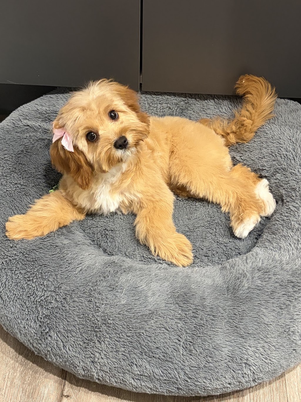 Small Paws Dog Grooming Warrandyte | 19 St Muir Dr, Warrandyte VIC 3113, Australia | Phone: 0490 186 466
