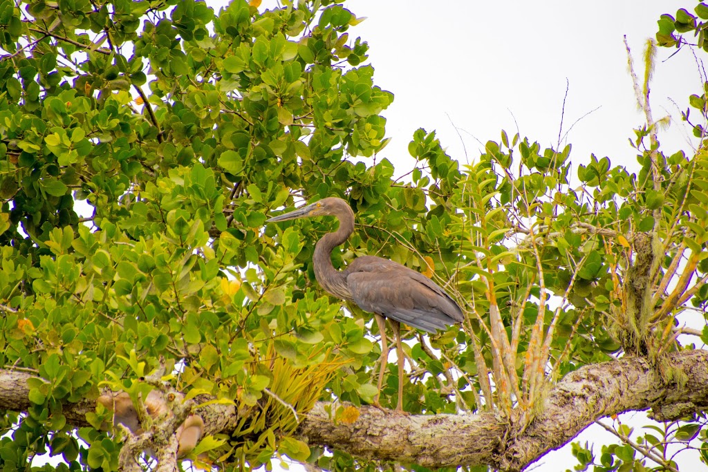 Snapping Tours | Fossey Park, Innisfail QLD 4860, Australia | Phone: 0448 814 655