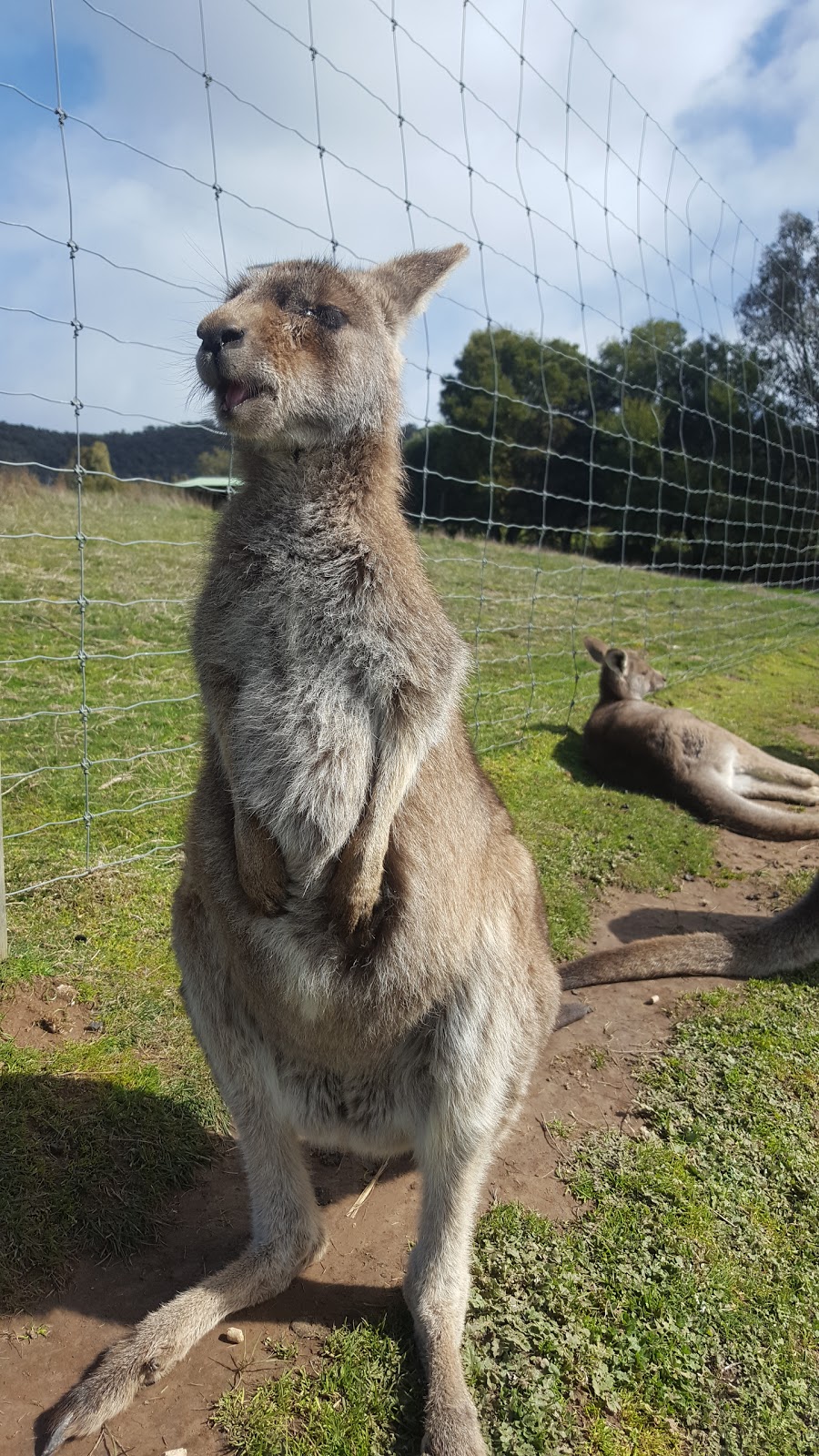 Mansfield Zoo | 1064 Mansfield-Woods Point Rd, Mansfield VIC 3722, Australia | Phone: (03) 5777 3576