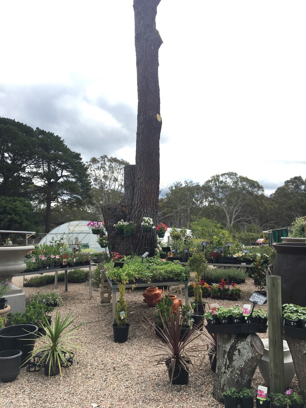 Thirlmere Nursery | Thirlmere NSW 2572, Australia | Phone: 0406 634 316