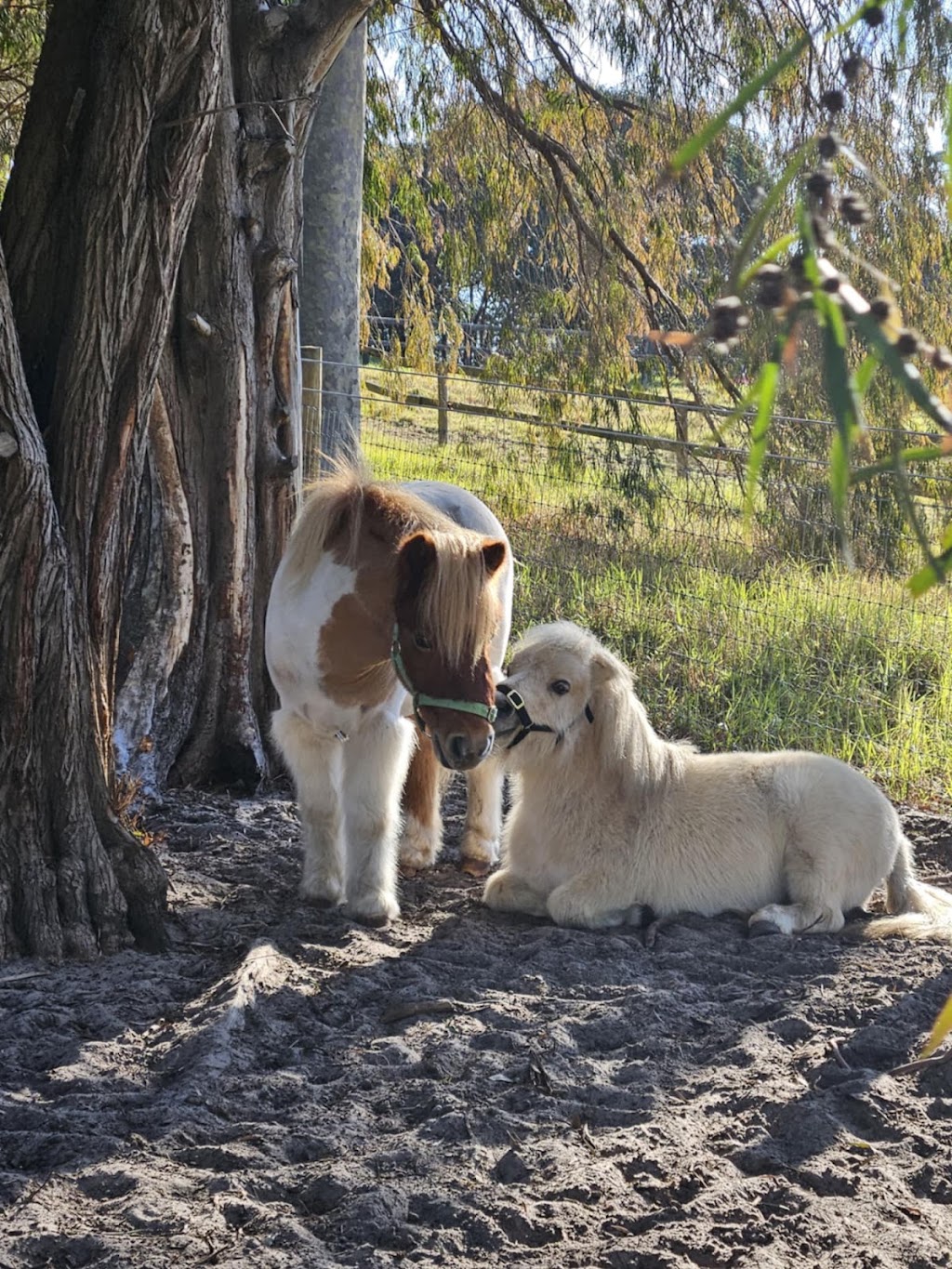 Jasper Equine Assisted Therapy and Counselling | 183 Craig Rd, Pearcedale VIC 3912, Australia | Phone: 0423 764 919