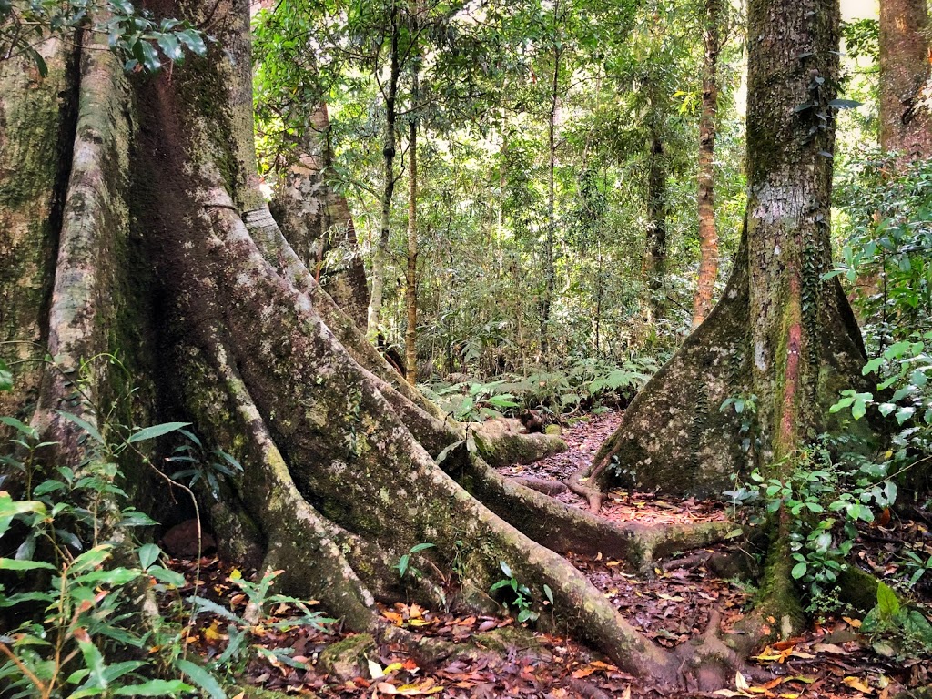 Main Range National Park, Goomburra Section | park | Goomburra QLD 4362, Australia | 0745298334 OR +61 7 4529 8334