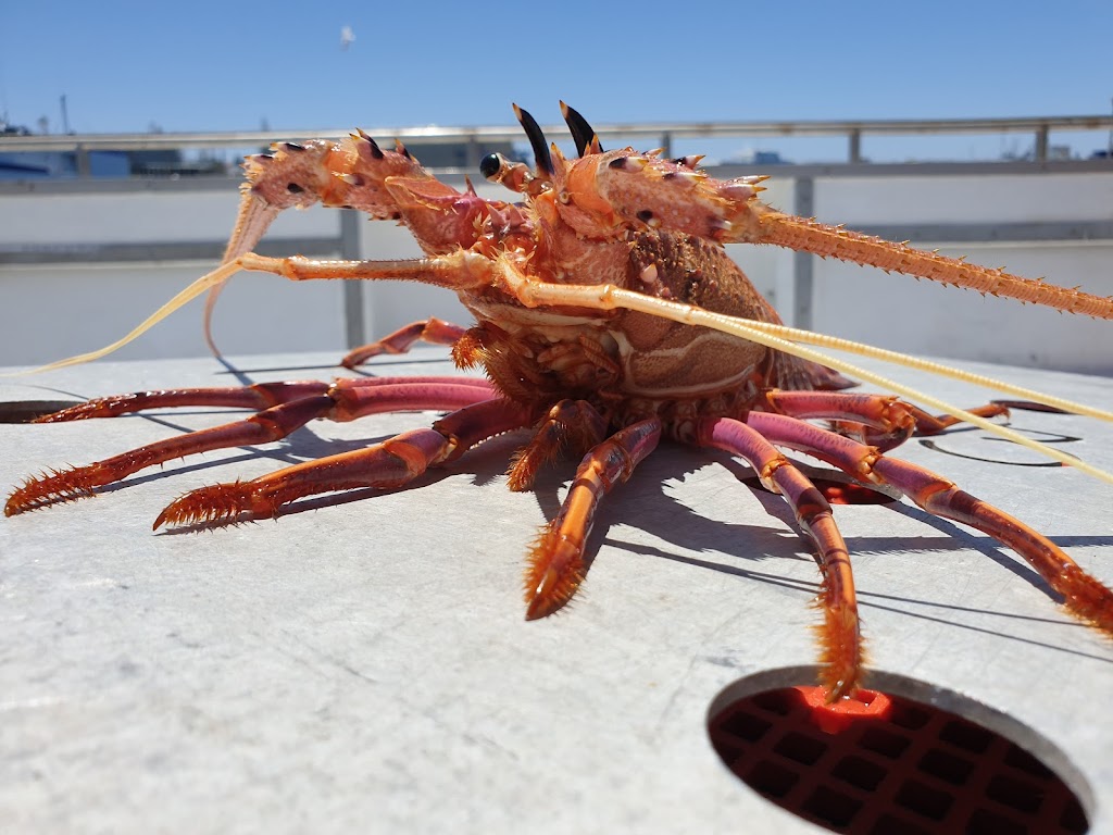 Western Rock Lobster WA - Paratore - Fishing Co | Capo DOrlando Dr, South Fremantle WA 6162, Australia | Phone: 0472 786 492