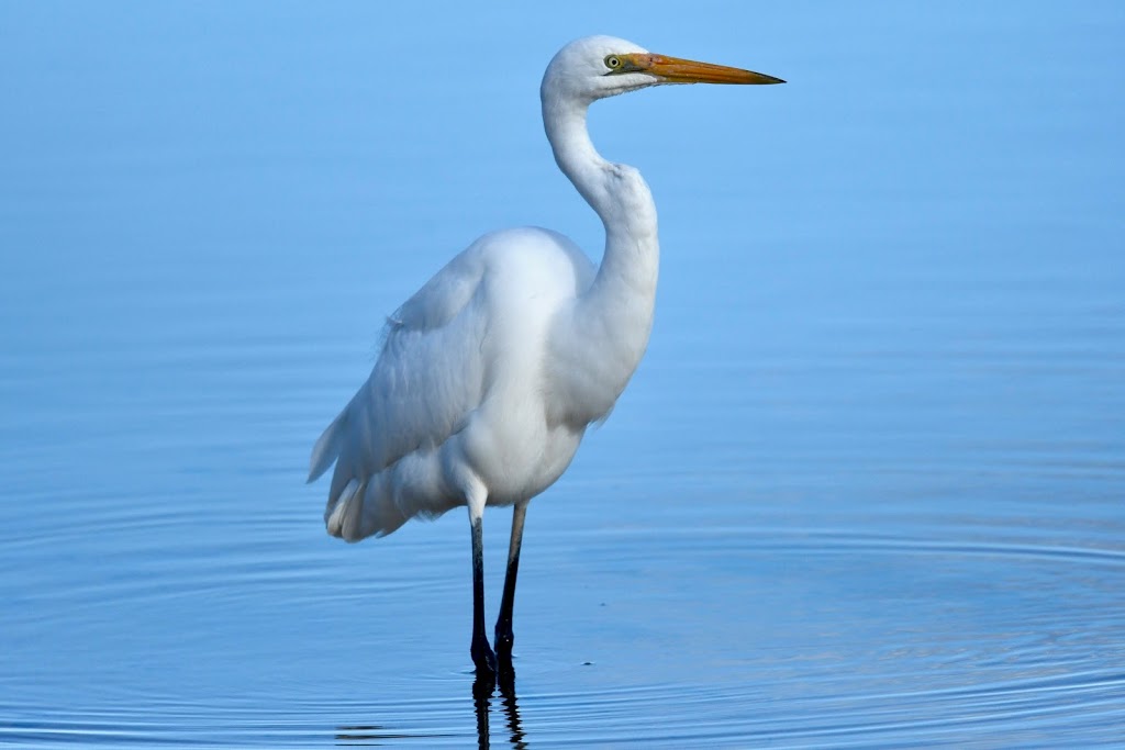 Aussie Bird Tours | 6/3 Bassett St, Mona Vale NSW 2103, Australia | Phone: 0419 223 976