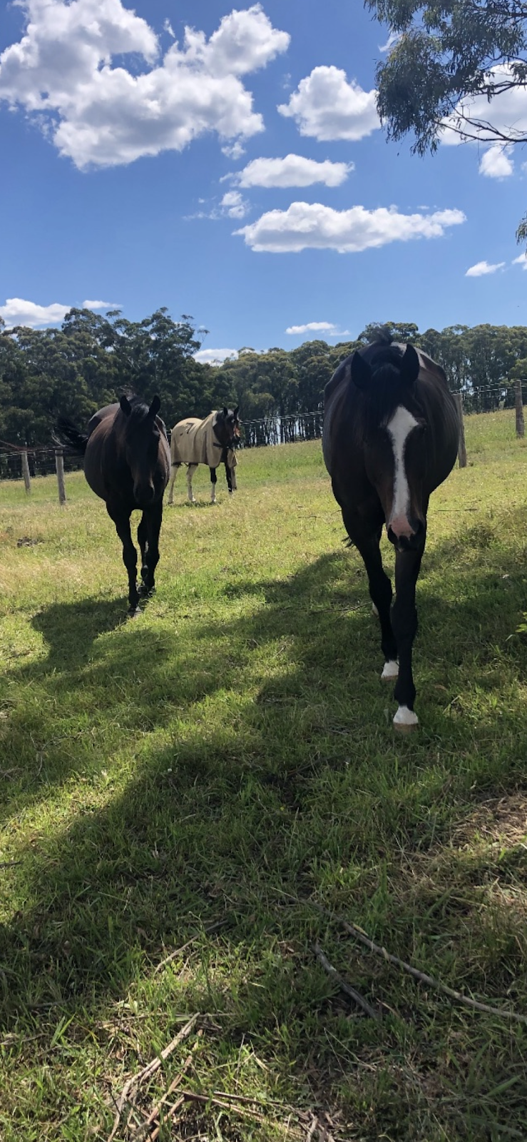 Fellowdale Farm | 62 Hayman Rd, Bundanoon NSW 2578, Australia | Phone: 0412 253 846