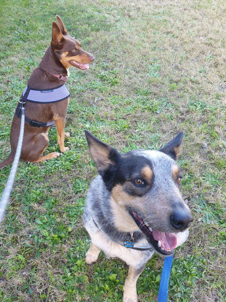 k9kampstayz | 176 Linden Cres, Cranebrook NSW 2749, Australia | Phone: 0412 602 296 k9kampstayz | 176 Linden Cres, Cranebrook NSW 2749, Australia | Phone: 0412 602 296