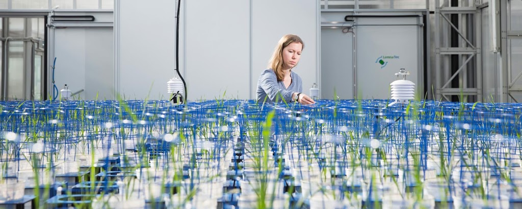 Australian Plant Phenomics Facility | University of Adelaide - Waite Campus Building WT, 40 Hartley Grove, Urrbrae SA 5064, Australia | Phone: (08) 8313 0159