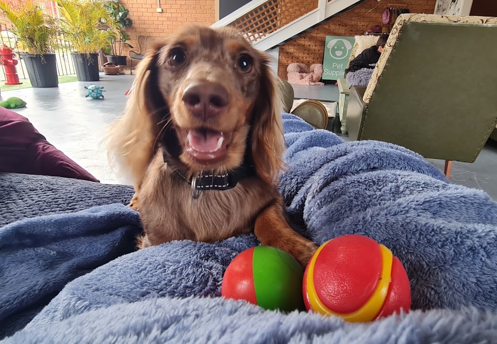 Fur Babies Forster Tuncurry | Unit 3/16 Douglas Ave, Tuncurry NSW 2428, Australia | Phone: 0415 824 574