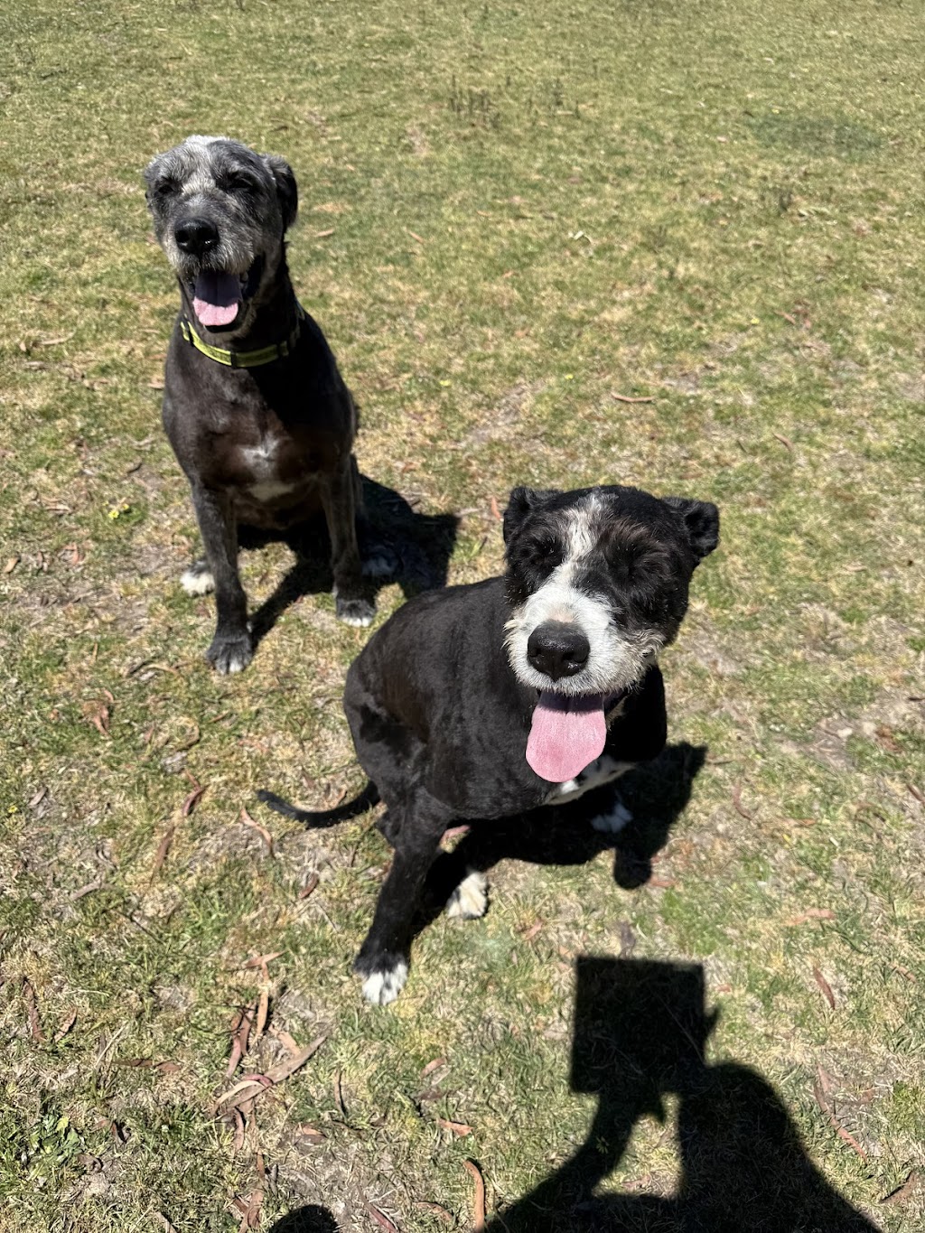 Ruff Cutz Pet Salon | Unit 5/50-52 George St, Marulan NSW 2579, Australia | Phone: 0417 219 161