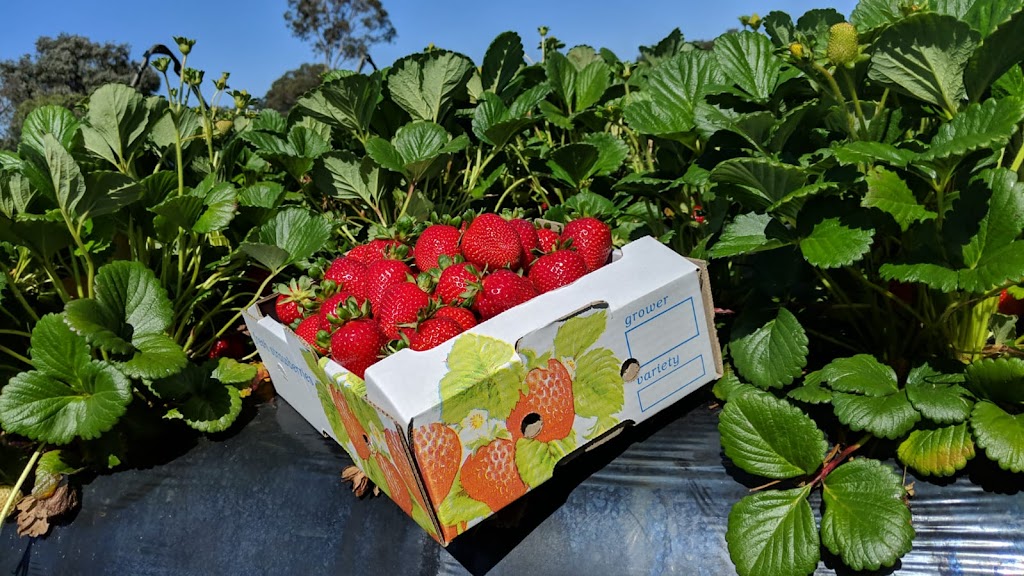 My strawberry farm - pick your own |  | 71 Stoney Rd, Gnangara WA 6077, Australia | 0409112247 OR +61 409 112 247