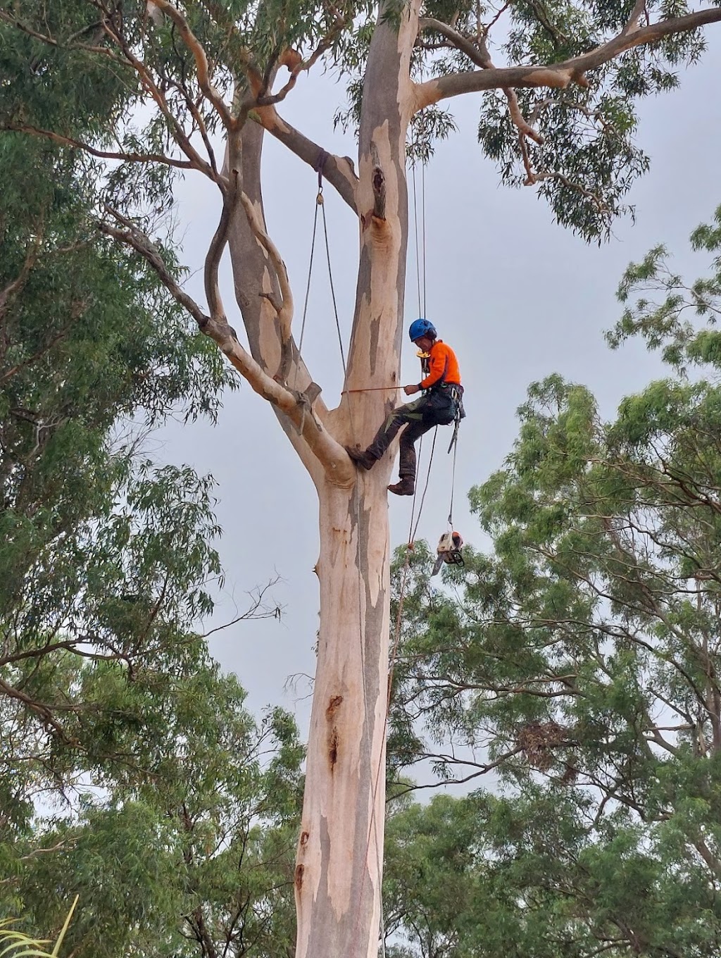 Arborsafe Tree Services Mount Tamborine | Mt Vista Pl, Tamborine QLD 4270, Australia | Phone: 0418 197 006