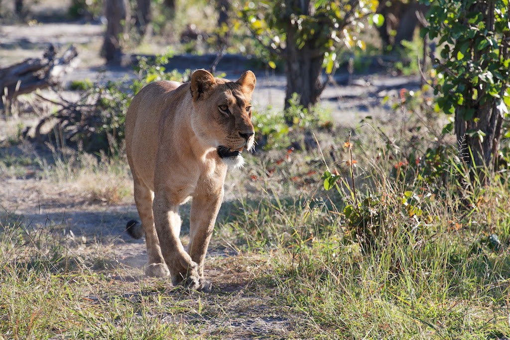 African Family Safaris | 42 Rigney Dr, Brierfield NSW 2454, Australia | Phone: (02) 6655 1838