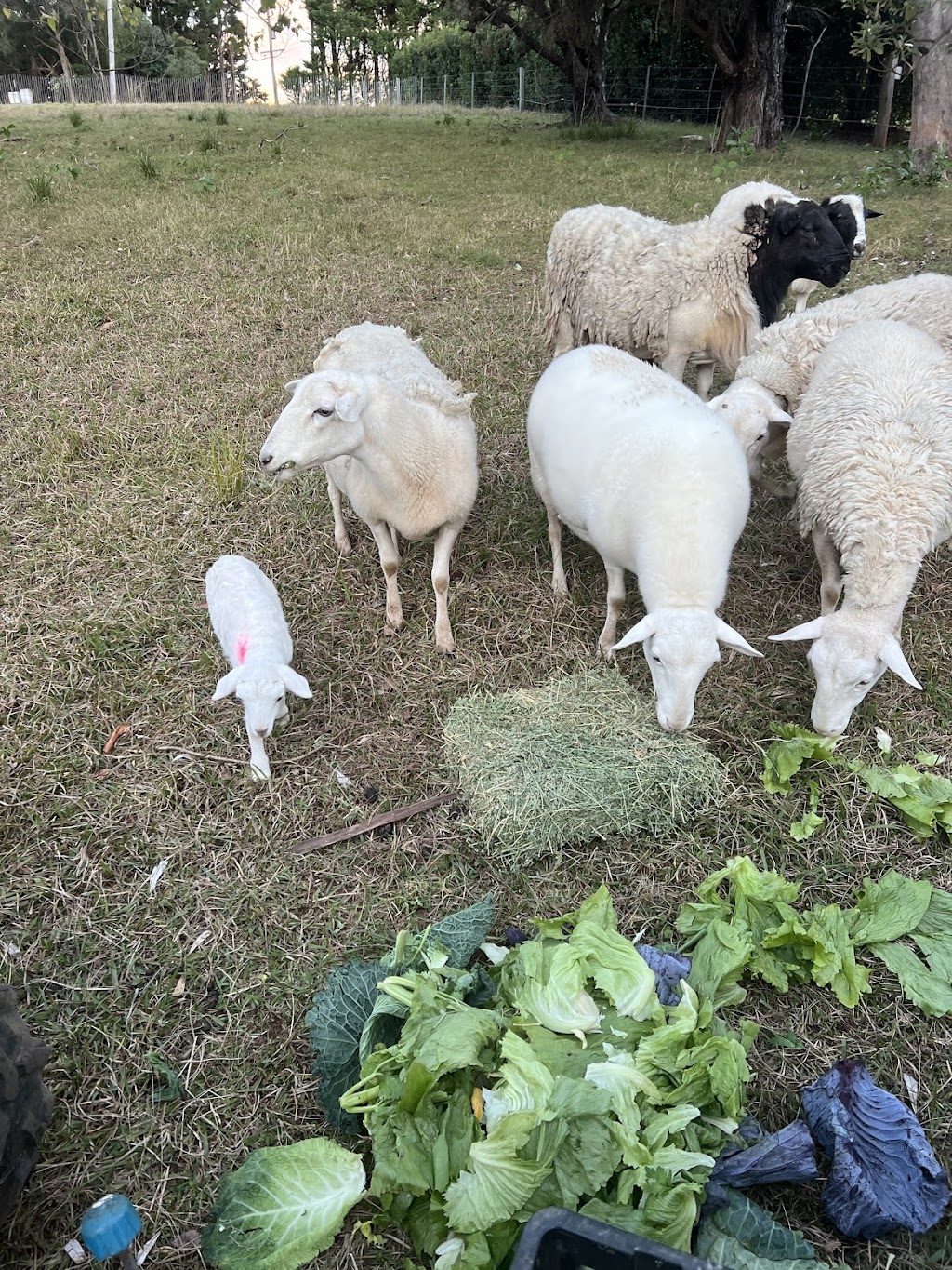 Woodelmo Permaculture Farm | 20 Tullouch Rd, Broughton Vale NSW 2535, Australia | Phone: 0404 299 693