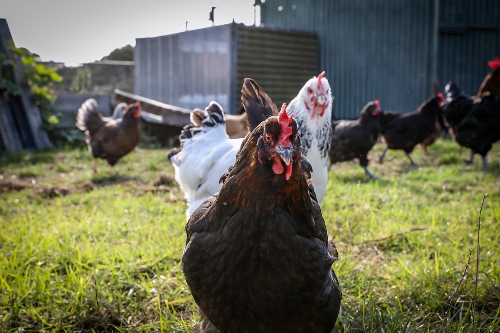 Little Farm Plays | 170 Thewlis Rd, Pakenham VIC 3810, Australia | Phone: 0409 197 969
