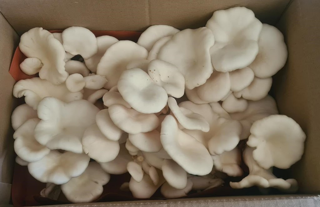 SeaChange Mushrooms | 96 Lower Hermitage Rd, Lower Hermitage SA 5131, Australia | Phone: 0412 561 165