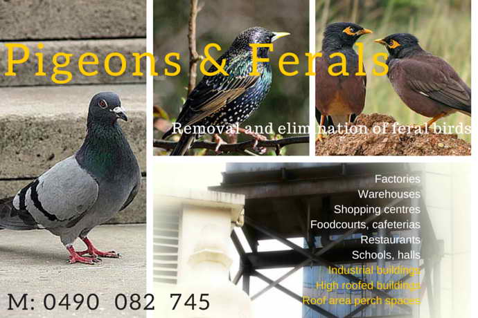 Pigeons and Ferals | 2 Castleton Entrance, Smithfield QLD 4878, Australia | Phone: 0490 082 745