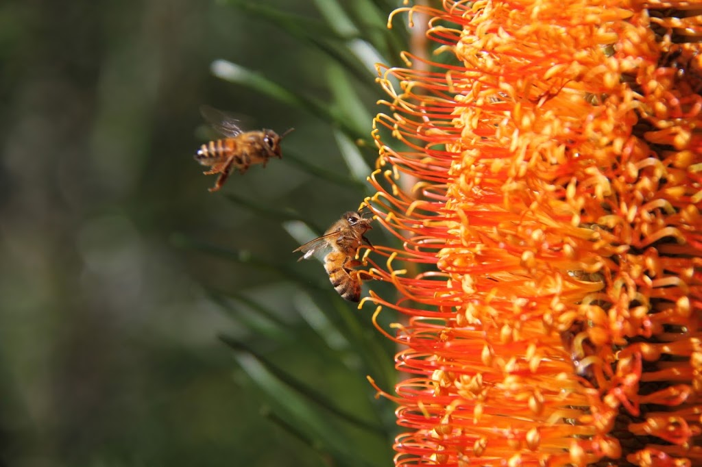 Sublime Honey | 16 Sublime Cres, Mount Pleasant NSW 2519, Australia | Phone: 0417 114 337