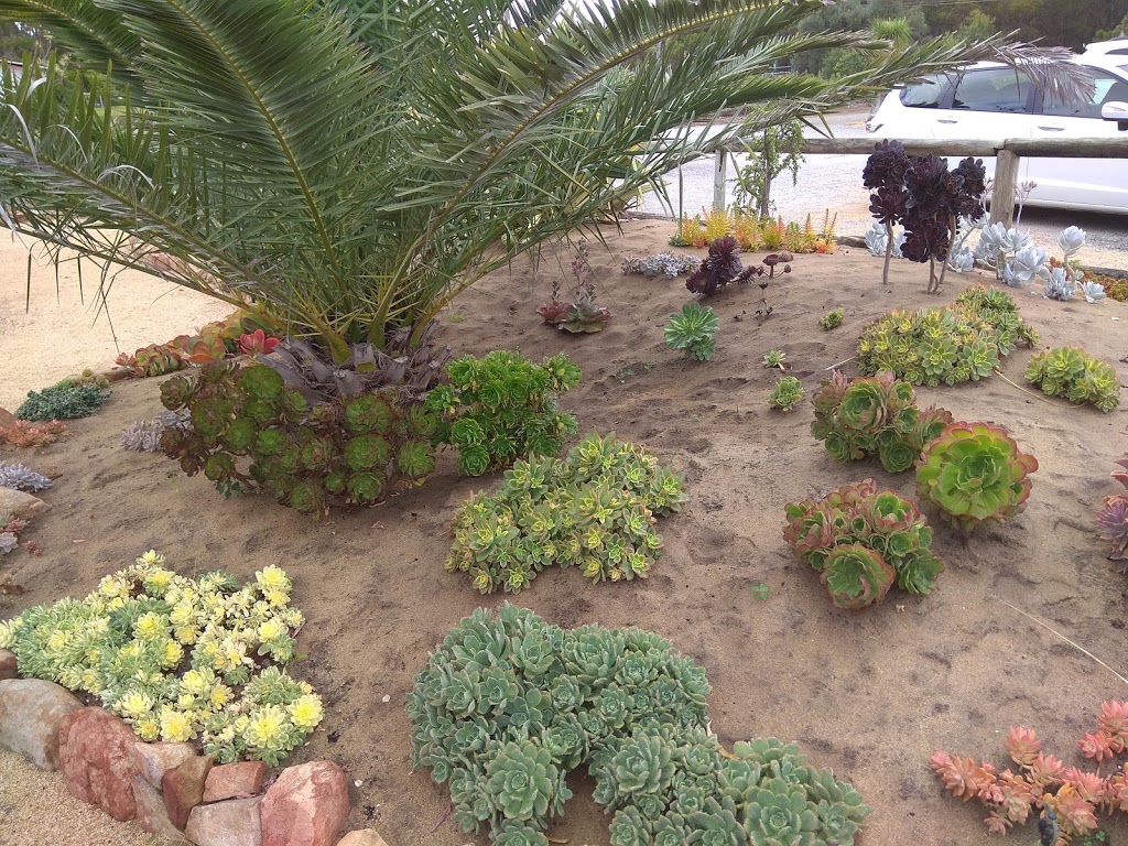 Karnup Nursery - Arid & Exotic Plants | store | 77 Fletcher Rd, Karnup WA 6176, Australia | 0408916780 OR +61 408 916 780