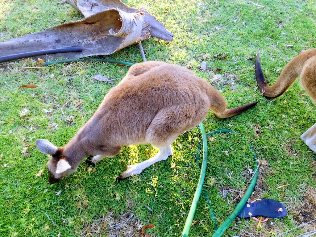 Nui-Mara Farm | Bryce Rd, Boyanup WA 6237, Australia | Phone: (08) 9731 5296