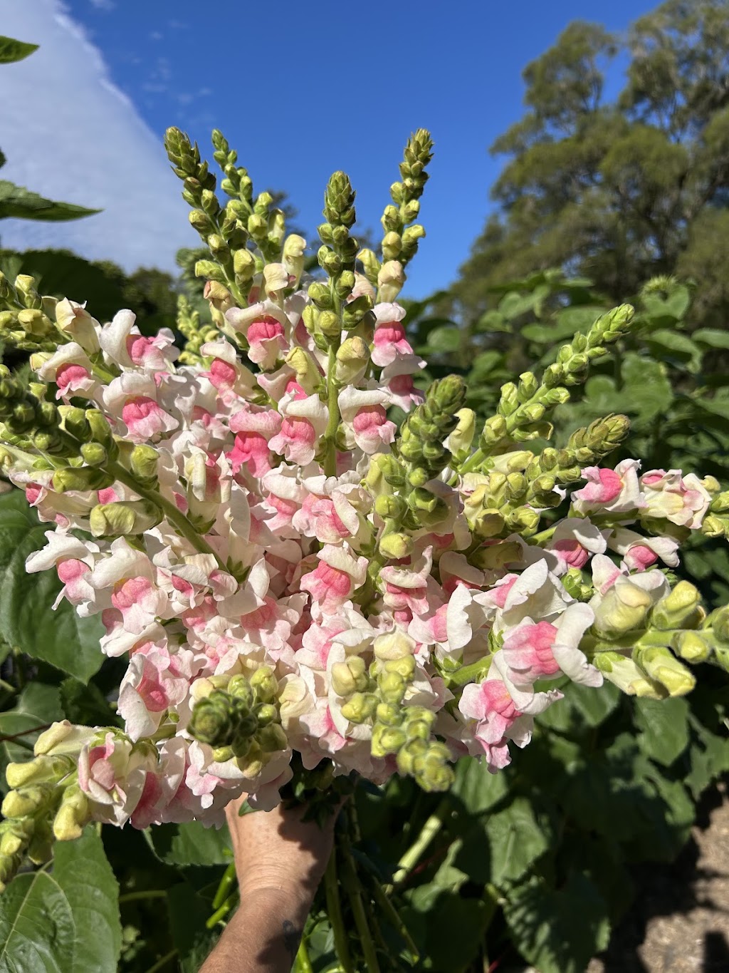 Little Miss Bloom Farm | 40 Piggotts Rd, Guanaba QLD 4210, Australia | Phone: 0402 412 240