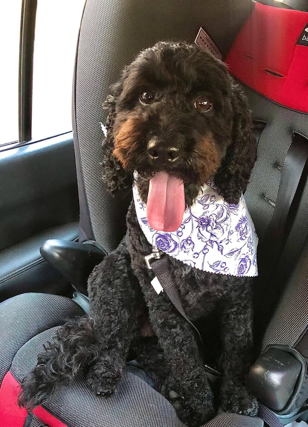 Scrub Woofers Dog Grooming | 4 Penelope Dr, Cornubia QLD 4130, Australia | Phone: 0449 796 654