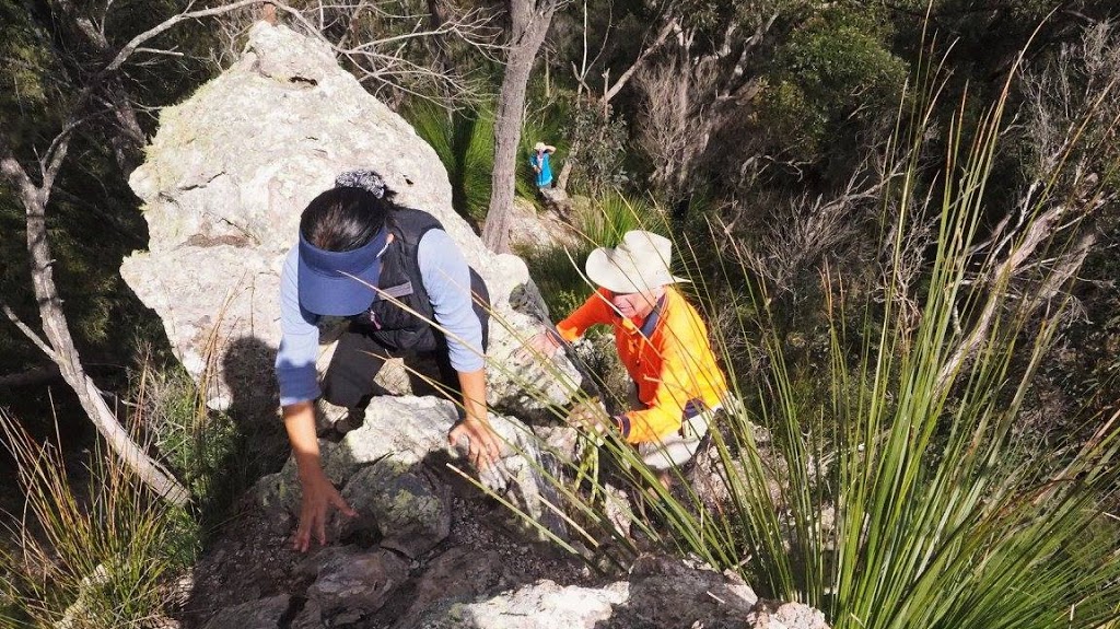 Springbrook Pinnacle | park | Springbrook QLD 4213, Australia