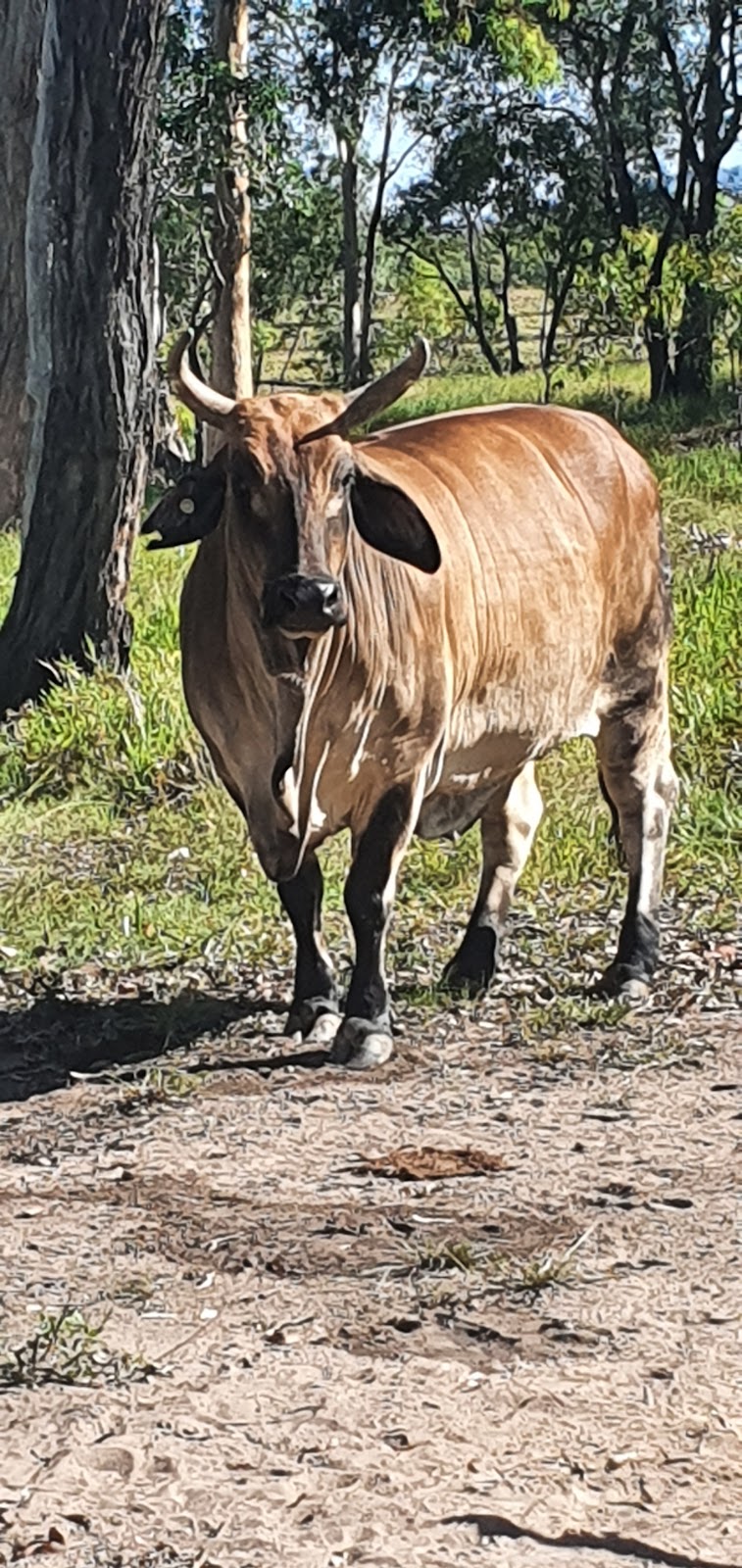Bush to beach farmstay | 15 Tanby Post Office Rd, Tanby QLD 4703, Australia | Phone: 0408 464 790 Bush to beach farmstay | 15 Tanby Post Office Rd, Tanby QLD 4703, Australia | Phone: 0408 464 790
