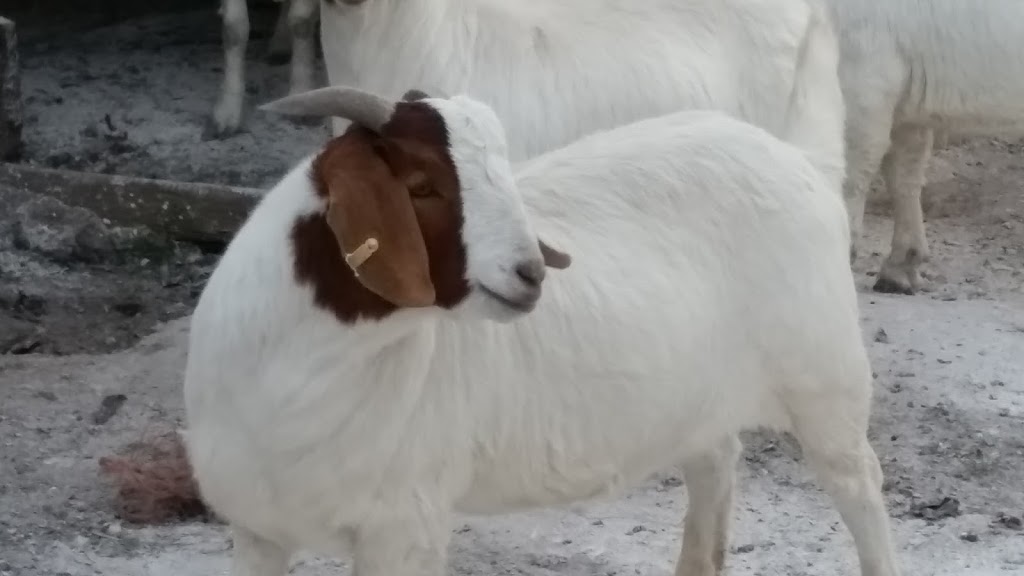 Goats Sheep | 1293 Mamre Rd, Kemps Creek NSW 2178, Australia | Phone: 0424 482 193