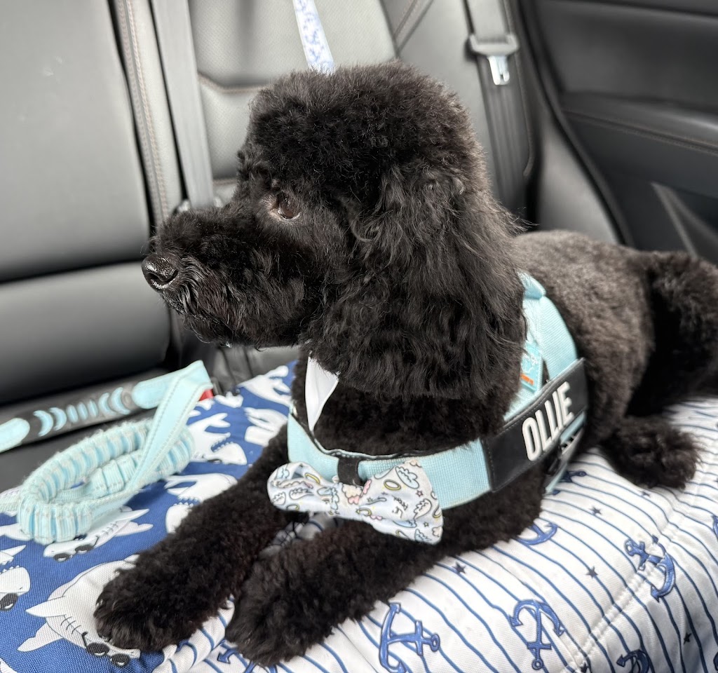 The Doggy Spa | 147 Farview Dr, Denham Court NSW 2565, Australia | Phone: 0406 764 591