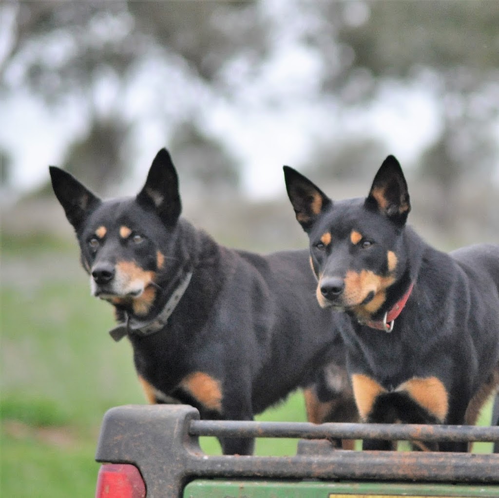 Ingleden Park Bed and Breakfast Farmstay Cottages | 225 Coghlan Rd, Widgelli NSW 2680, Australia | Phone: 0429 636 527