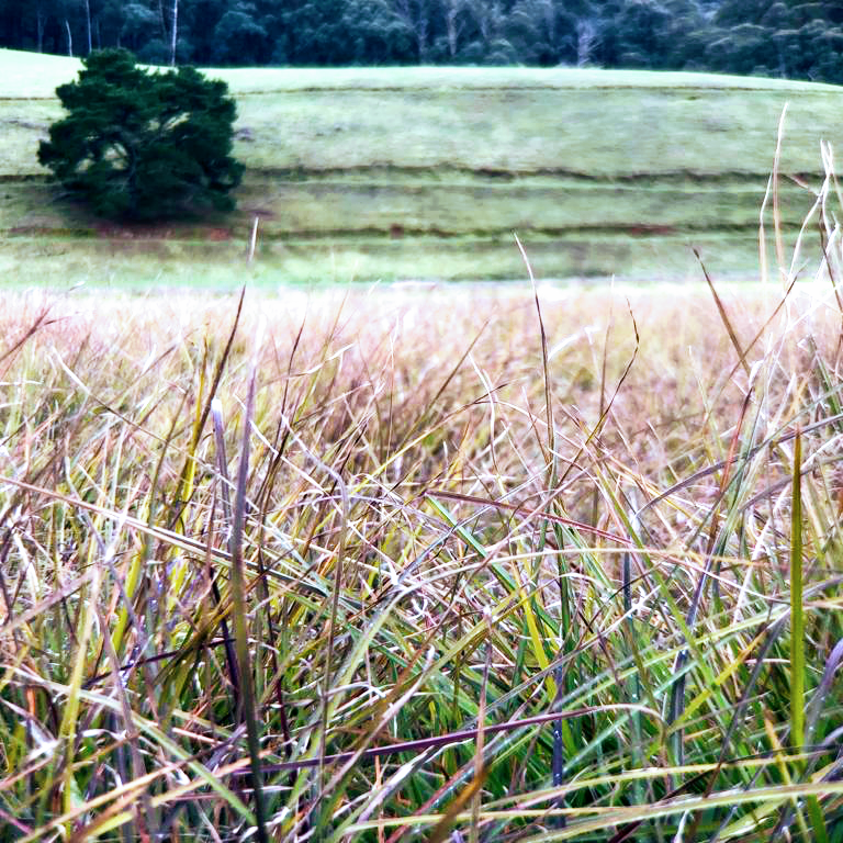 Native Seeds Pty Ltd | Great Alpine Rd, Eurobin VIC 3739, Australia | Phone: 1300 473 337
