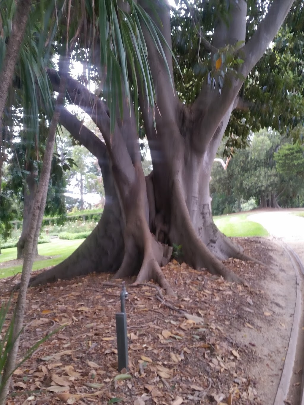 Morton Bay Fig Bed | Government House Dr, Melbourne VIC 3004, Australia