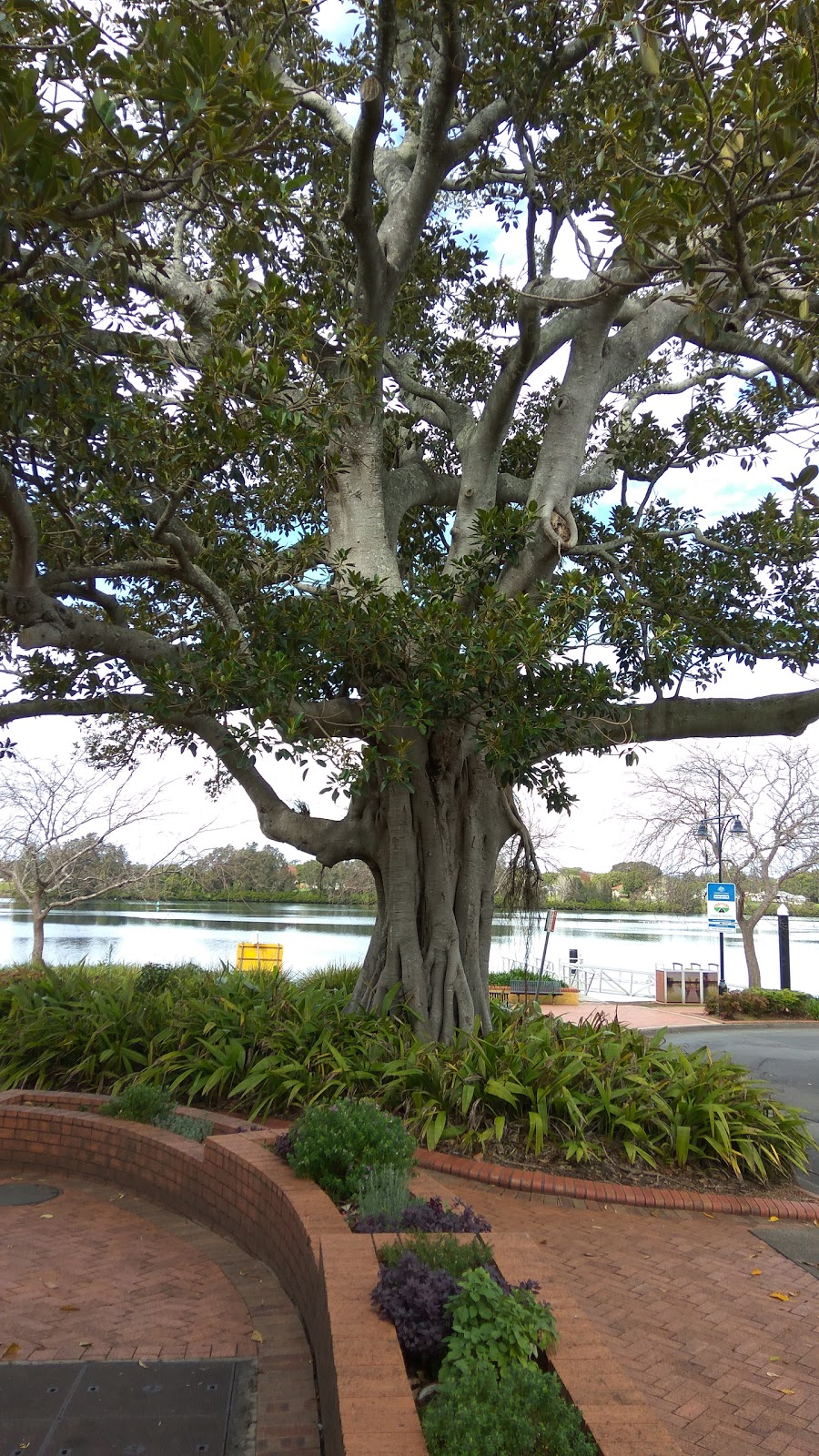 Queen Elizabeth Park | park | River St, Taree NSW 2430, Australia | 0265925399 OR +61 2 6592 5399
