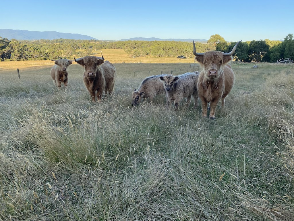 Lalirra Yellingbo Alpacas | Taylor Rd, Yellingbo VIC 3139, Australia | Phone: 0403 725 742