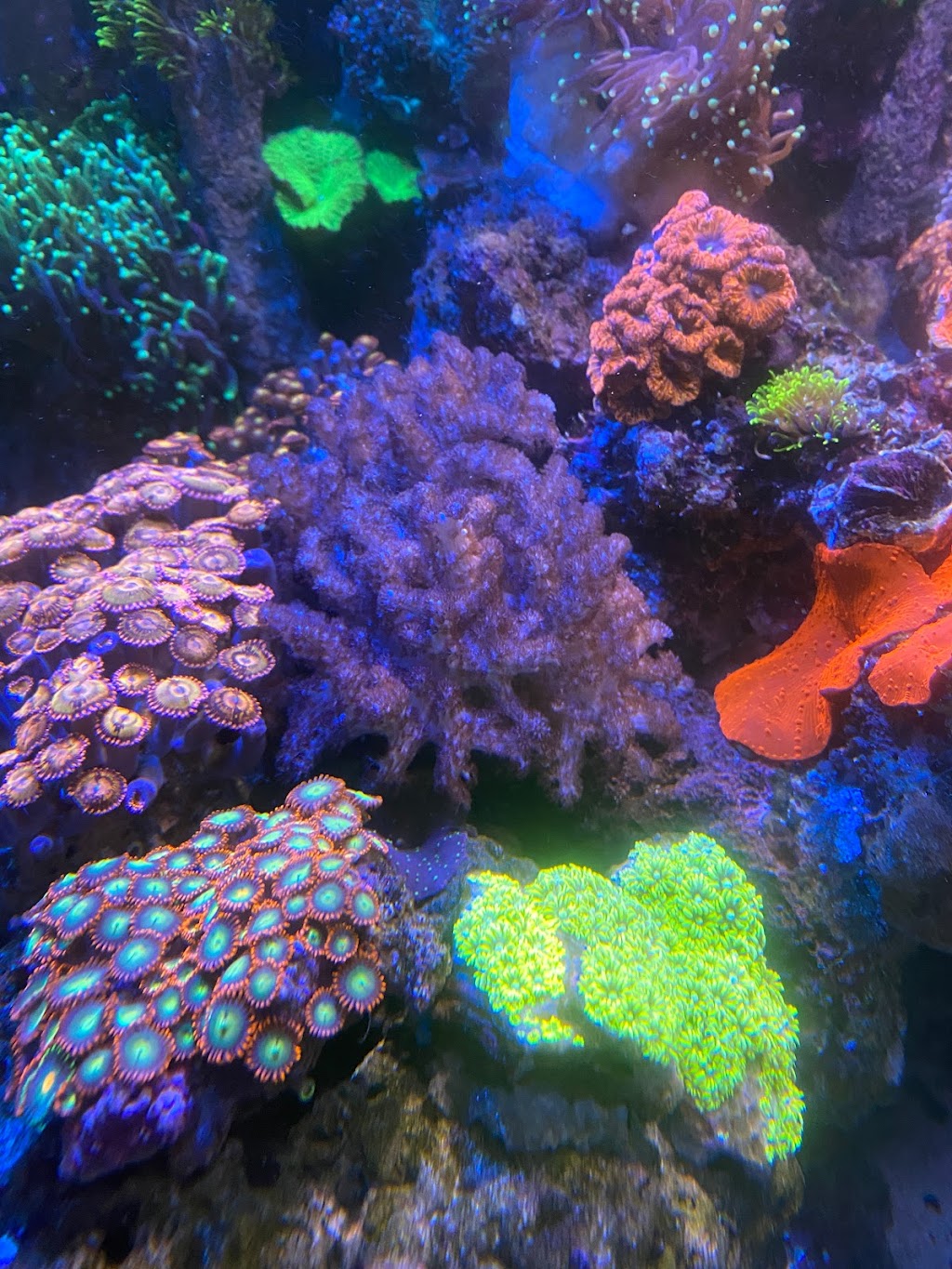 Kanmantoo corals | pet store | Old Princes Hwy, Kanmantoo SA 5252, Australia | 0439299404 OR +61 439 299 404