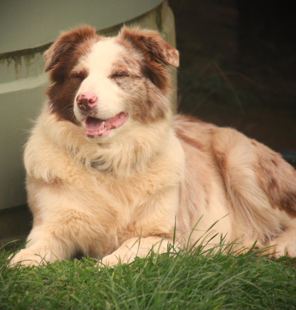 Banaby Park Border Collies | 1329 Bannaby Rd, Bannaby NSW 2580, Australia | Phone: 0418 138 641