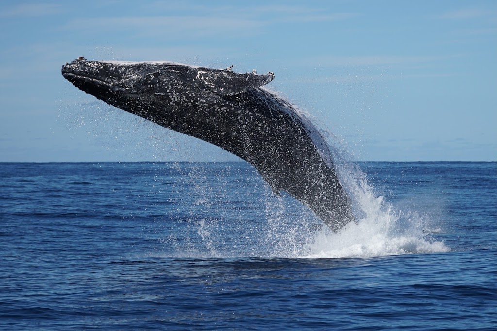 Gold Coast Whale Watch | travel agency | Muriel Henchman Dr, Main Beach QLD 4217, Australia | 0414293034 OR +61 414 293 034