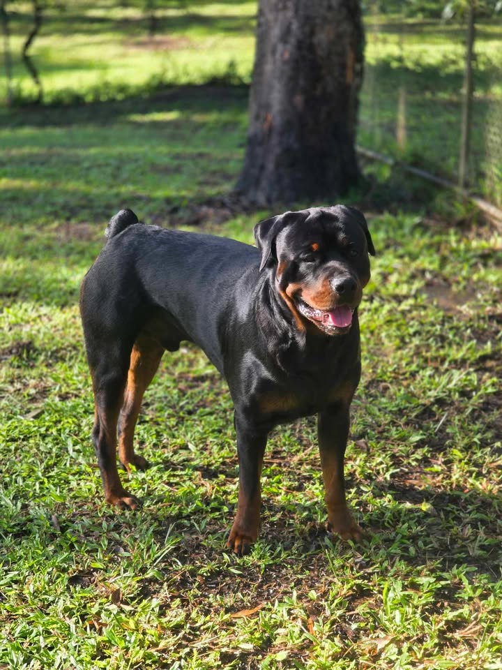 Fetch Pet Stays | 308 Gilston Rd, Nerang QLD 4211, Australia | Phone: (07) 5527 9555